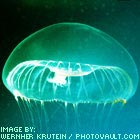 Aequorea Victoria
